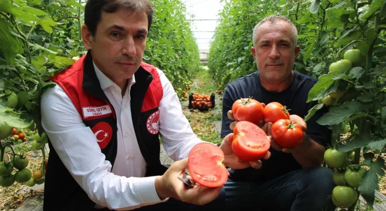 Amasya’da domates hasadı başladı