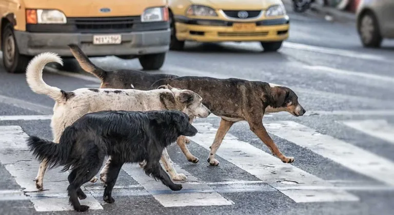 Ankara Mamak’ta sahipsiz köpekler anne ve çocuklarına saldırdı