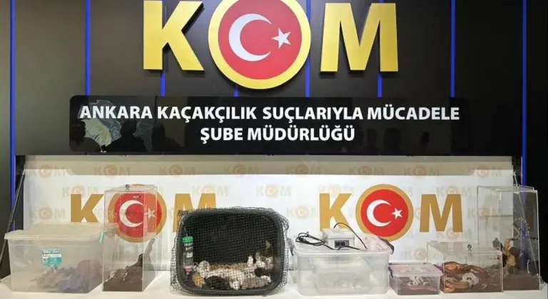 Ankara merkezli operasyonda 96 egzotik hayvan ele geçirildi