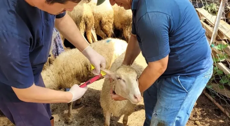 Antalya'da yayla göçü öncesi küçükbaşlara aşı ve kimliklendirme hız kazandı