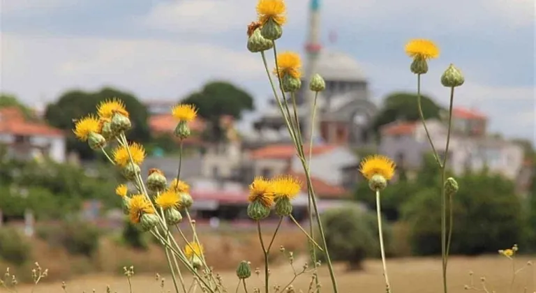 Aydın’da koruma altındaki 'Tülüşah' çiçek açtı: Koparmanın cezası 557 bin TL