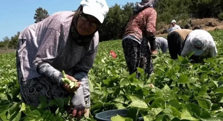 Badalan Fasulyesi Toprakla Buluştu, Çiftçiye Umut Oldu









