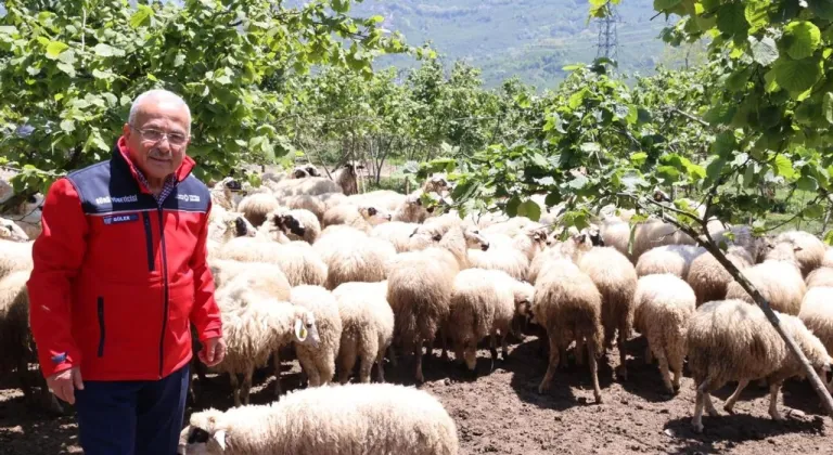 Başkan Güler: Dağıtımını yaptığımız hayvanları kendimiz yetiştiriyoruz