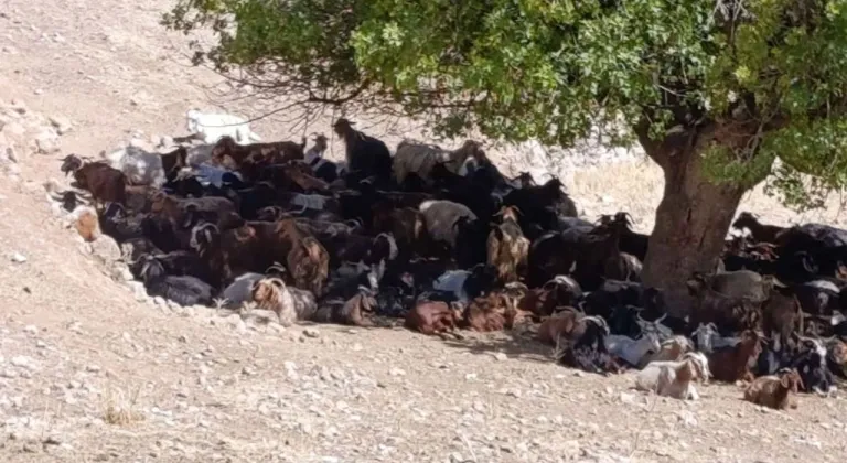 Batman’da kavurucu sıcaklar hayvanları vuruyor: Su ve gölge mücadelesi