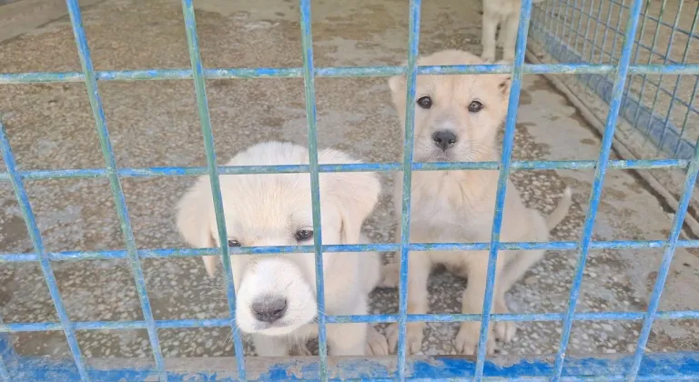 Beypazarı Belediyesi’nden can dostlara yeni yuva: Doğal Yaşam Barınağı açıldı