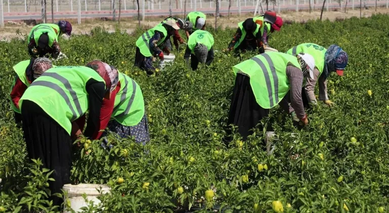 Binlerce yıllık ata tohumları Karatay'da hayat buluyor