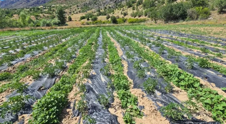 Çamoluk'ta yüzleri güldüren tarım projeleri