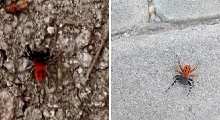 Dikkat: Gölhisar’da zehirli “uğur böceği örümceği” görüldü!