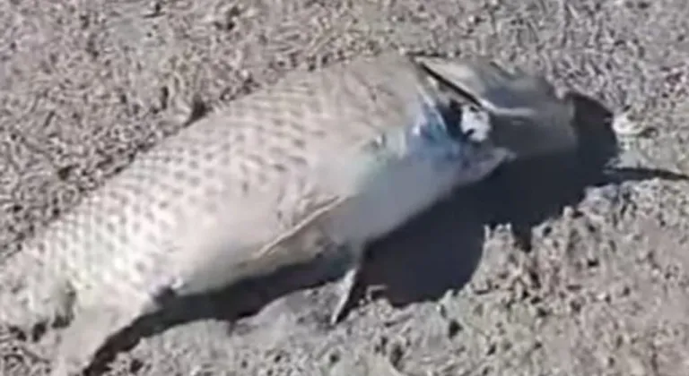 Eğirdir Gölü’nde balık ölümleri devam ediyor