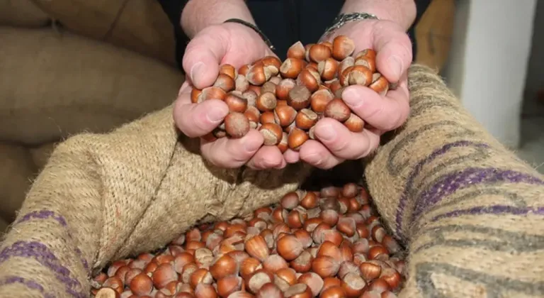 Giresun kalite fındık bugün 270 TL