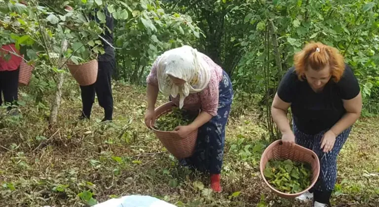 Giresun sahil kesimi bahçelerine giriş yaptı