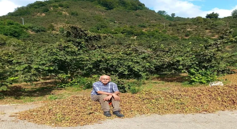 Giresun Ziraat Odası Başkanı Karan: Fındıkta rekolte düşük, fiyat 300 TL’yi görebilir