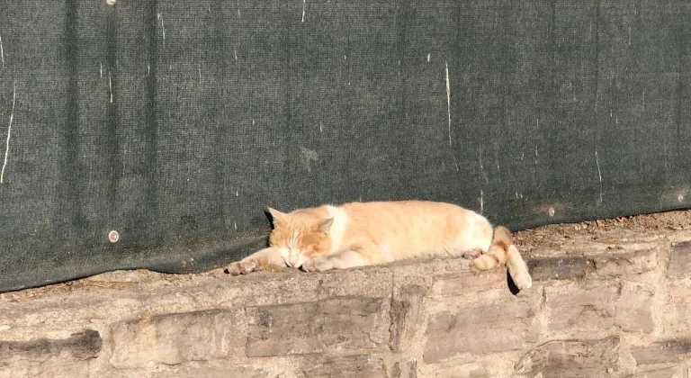 Güneşli havada keyif yapan kedi, okul duvarında dinlenmeye çekildi