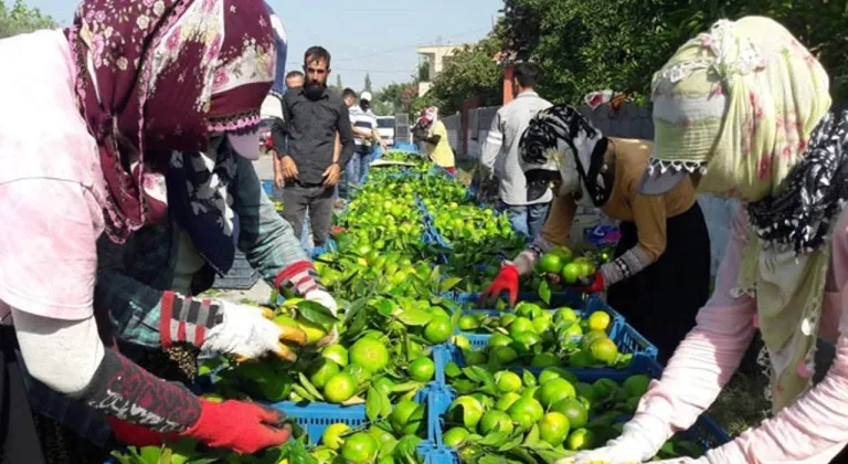 Hatay'da 'Erkenci mandalina' hasadı başladı