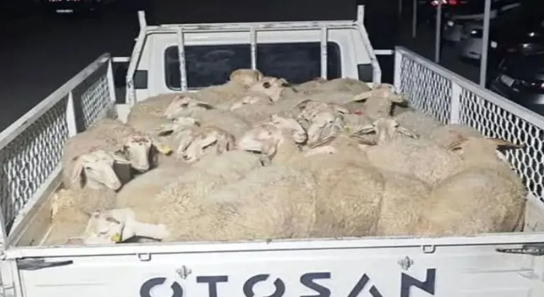 Isparta'da 32 küçükbaş hayvanı çalan şüpheliler Uşak’ta yakalandı