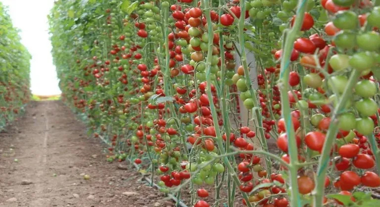 Isparta'da belediye domates fidesi dağıtacak