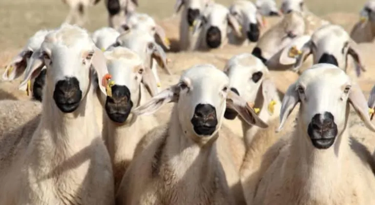 Isparta'da şap hastalığı alarmı
