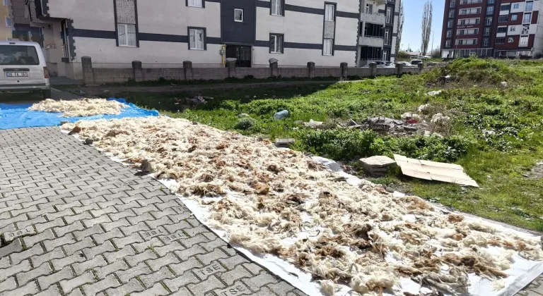 Kars’ta yün yıkama geleneği devam ediyor