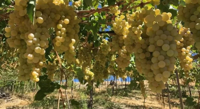 Kaş’ın ilk tescilli ürünü Margaz üzümü oldu