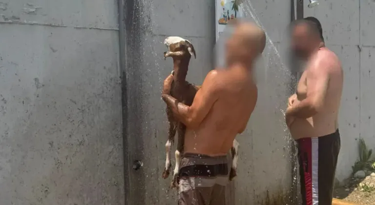 Keçiyle denize girdi!