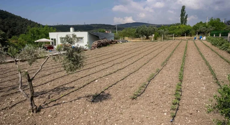 Kurbanlık hayvanların atıkları Bornova'da toprağa can oluyor