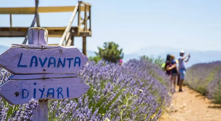 Lavanta kokulu başarı: Türkiye’nin mor altını Isparta’dan yükseliyor