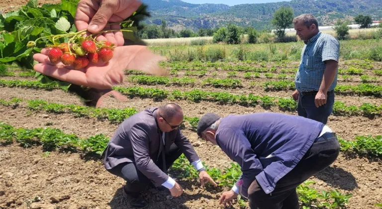 Mamak Köyü’nde çilek ve gül üretimine yakın takip