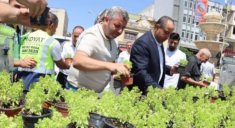Mardin Midyat’ta fesleğen ve reyhan dağıtıldı