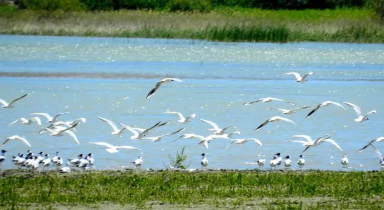 Nallıhan'da Foto Safari heyecanı başlıyor