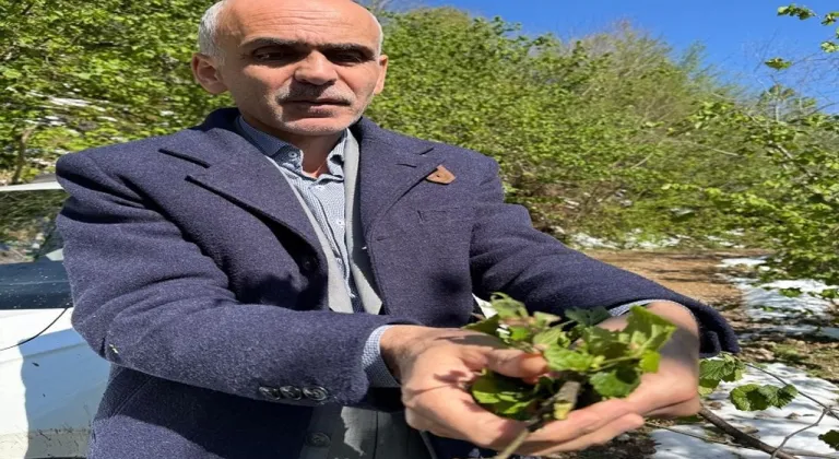 Nurittin Karan: Fındık üretim rekoltesi 450 bin tonu geçmez