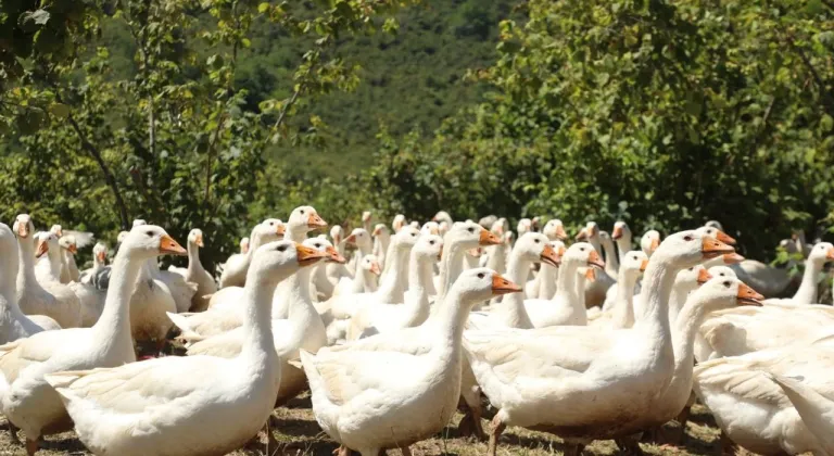 Ordu'da kaz yetiştiriciliği yaygınlaşıyor