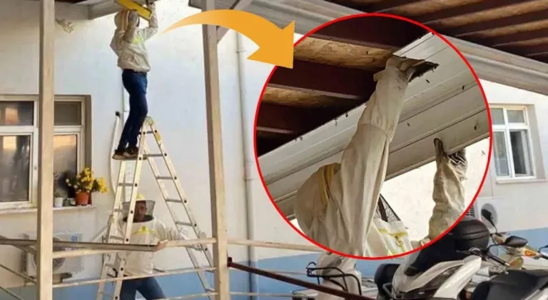Serik'te hastane bahçesinde oğul veren arılar güvenle taşındı