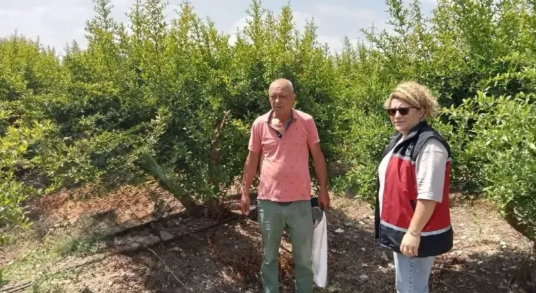 Serik’te nar bahçelerinde biyolojik mücadele öncesi inceleme
