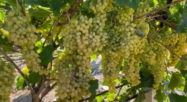 Sultani çekirdeksiz üzüm ihracata gün sayıyor