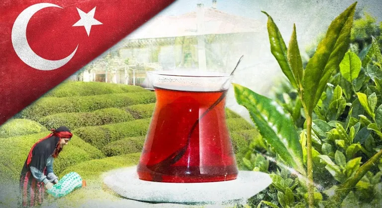 Tarım ve Orman Bakanlığı 2025 yaş çay alım fiyatını açıkladı