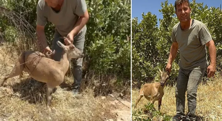 Tel örgülere sıkışan dağ keçisi kurtarıldı, doğaya salındı