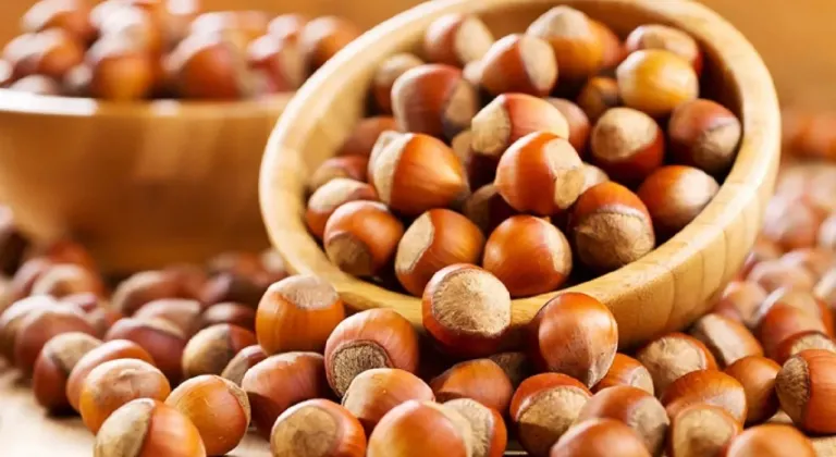 Tescilli Giresun tombul fındığında modern dikim teknikleri verimi artırdı