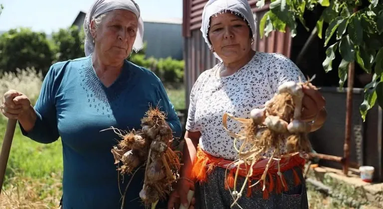 Ula Sarımsağı bölge ekonomisine katkı sağlıyor