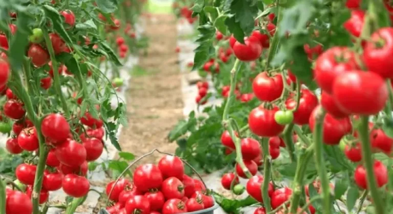 Yankı Yemek Karacabey’de Tarımsal Üretimle Maliyet Avantajı Sağlamayı Hedefliyor