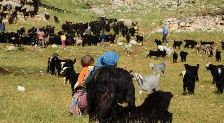 Yörükler yayla yolunda: Sıcaklardan kaçış başladı